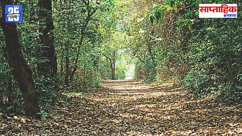 Sacred Grove Preservation