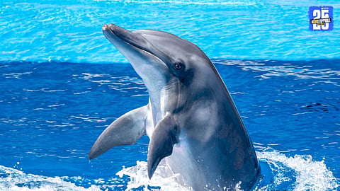 Dolphin Extinction Threat