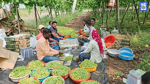 GrapeFarming