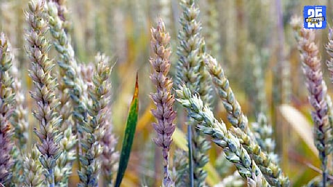 Agricultural News