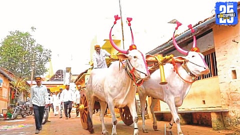 ‘Manik-Raja’ bull pair pulling Saint Tukaram Maharaj’s palakhi chariot in a grand and devotional procession at Appachiwadi.