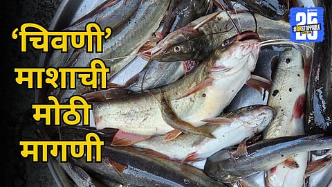 Chivni Fish