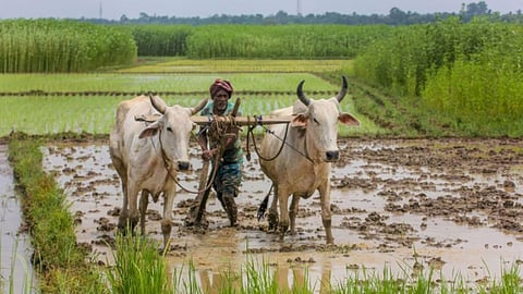 Farmer ID