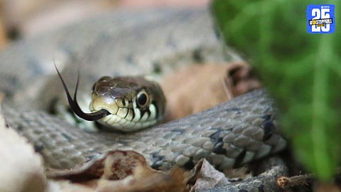 Snakebite Tragedy