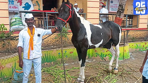 ‘Balraj’, the new honourable horse of Tukoba’s Wari, enjoys a royal treat of milk, ghee, and jaggery.