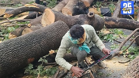 Tree Cutting Bill