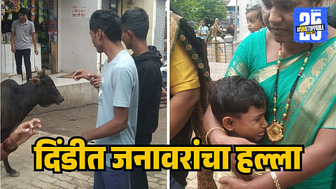 Animal attack in wari