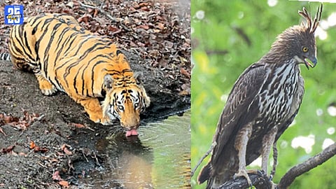 Wildlife