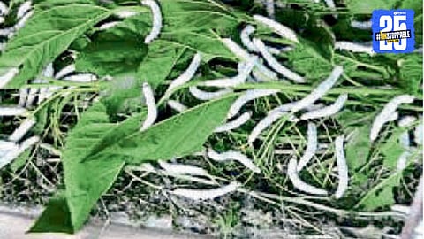 Vidarbha Farmers