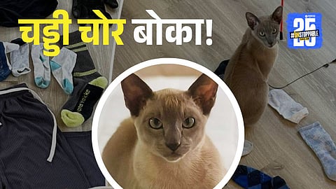 Leo the cat seen with a collection of stolen clothes including underwear, socks, and a cashmere sweater. This viral cat has become a neighborhood legend