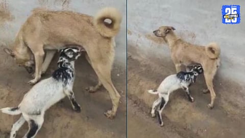 A heart-touching moment where a female dog lovingly nurses and licks an abandoned goat kid in Andhra Pradesh, symbolizing unconditional maternal care beyond species.