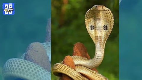 Preserving Food Chain: Snake Awareness Workshop Conducted by Nature-Loving Teacher