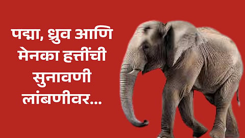 Elephants Padma Dhruva Menaka