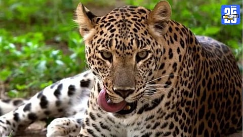 Leopard Attacks in Nimgaon Mhalungi