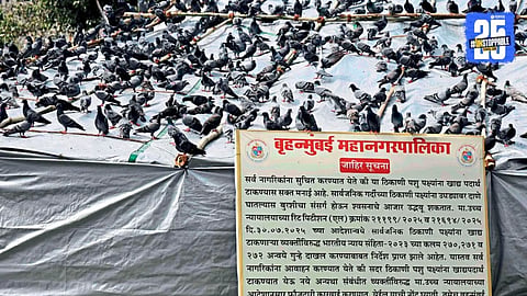 Mumbai Kabutar khana