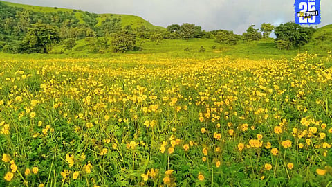 "Blooming hills of Dhebewadi resemble Kas Plateau; floral colors paint a breathtaking natural canvas."