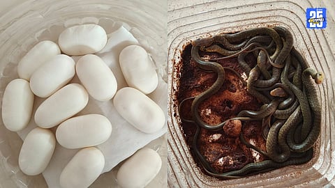Akola’s snake rescuer nurtured 12 snake eggs for 58 days, giving life to rare hatchlings.