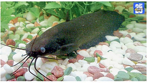 Singi Fish