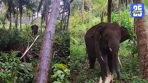 Omkar Elephant