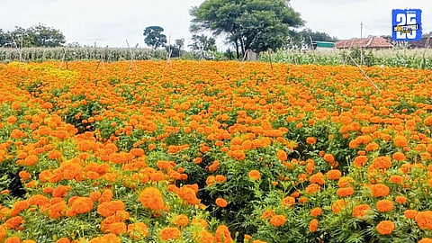 Flower Prices
