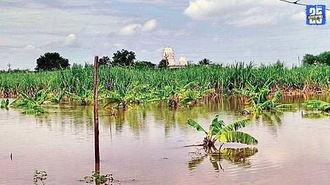 Nanded Farmer