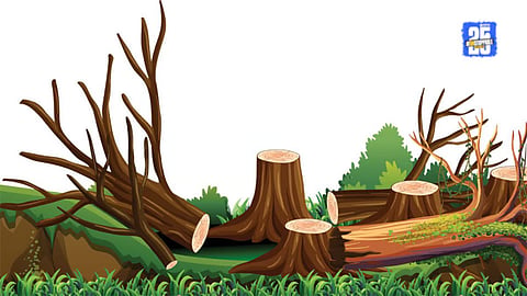 Environmental Crime