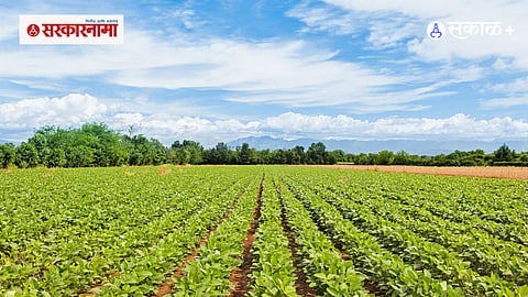 Oilseed Agriculture
