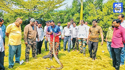 Nag Foundation rescue team catches 7.5-foot python found near Dhotri village; reptile safely released into natural habitat.