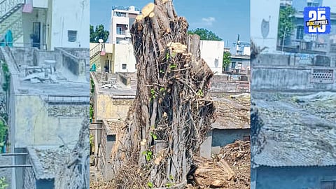 Historic 70-year-old banyan tree to be replanted in Solapur; project aligns with widening of Zule railway bridge following local activism.