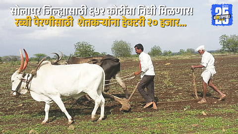 Big boost for Solapur farmers massive ₹652 crore package for Rabi cultivation