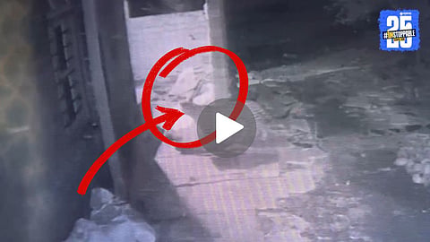Leopard Viral Video