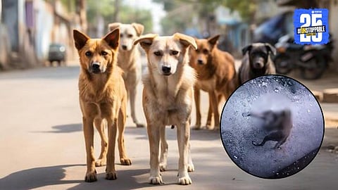 Street dog attack