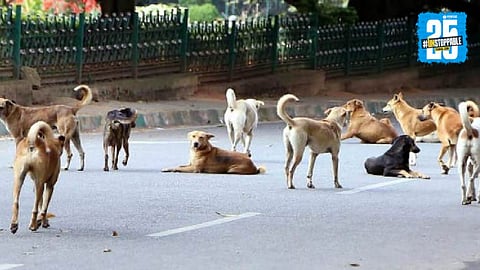 Dog Attacks