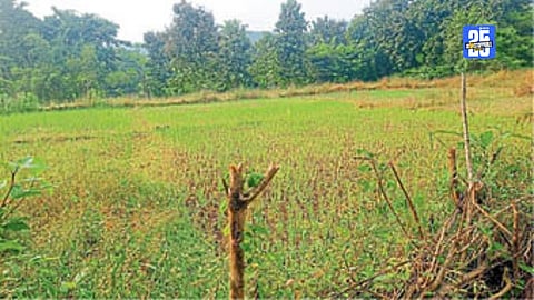 Ratanagiri Farmer