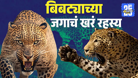 leopard attacks
