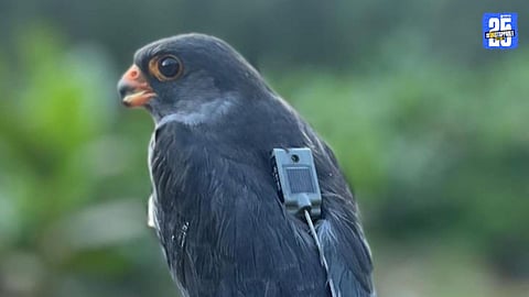 Amur Falcon