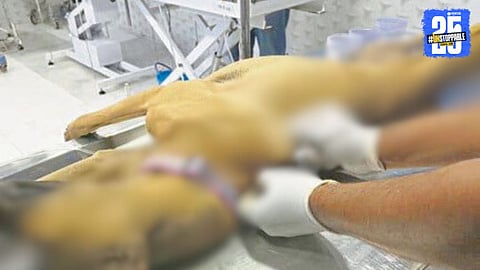 Pune PMC's Smart Microchip Project