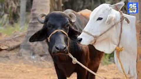 Two crore milking animals power Maharashtra's dairy economy, with Solapur contributing 18 lakh litres to the state’s daily production.