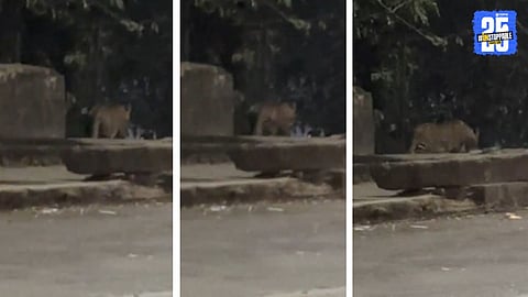 Leopard in pune