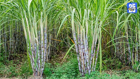 Total Sugarcane Plantation
