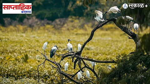 Velas bird watching experience