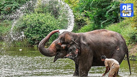 Madhuri Elephant Latest Update