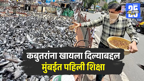 Pigeons Feeding Action