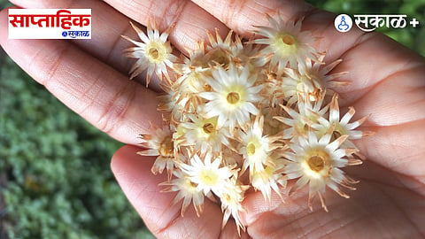 Premium|Fragrance and Memories : गंध आठवणींचा; साजूक तुपाच्या वासापासून ते पावसाच्या मृदगंधापर्यंतचा एक हळवा प्रवास!