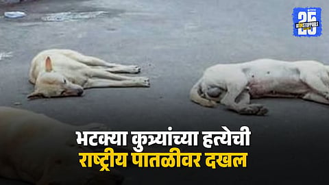 Stray Dogs