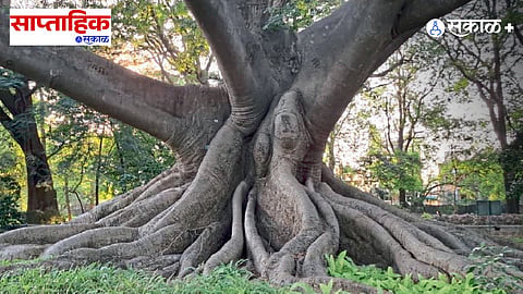 Nature Poetry