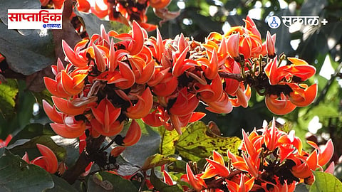 Palash Tree