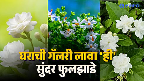 Flowering Plants Are Perfect for Spring Home Decor