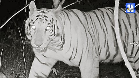 Solapur Tiger Missing for 45 Days, Forest Officials Intensify Search