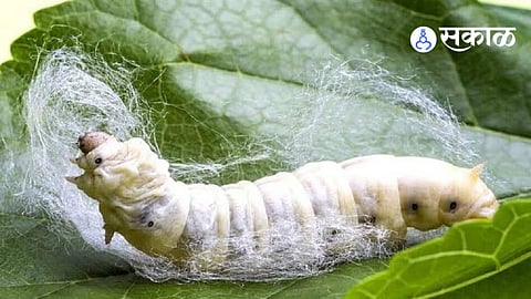 iit bombay jeevodaya silk research project